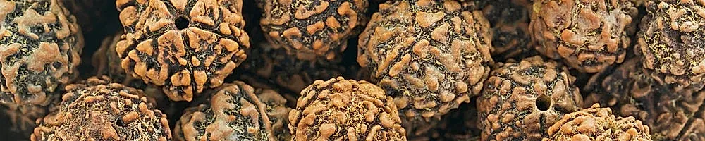 Rudraksha Taşı Özellikleri