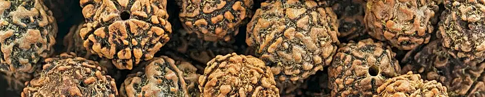 Rudraksha Taşı Özellikleri